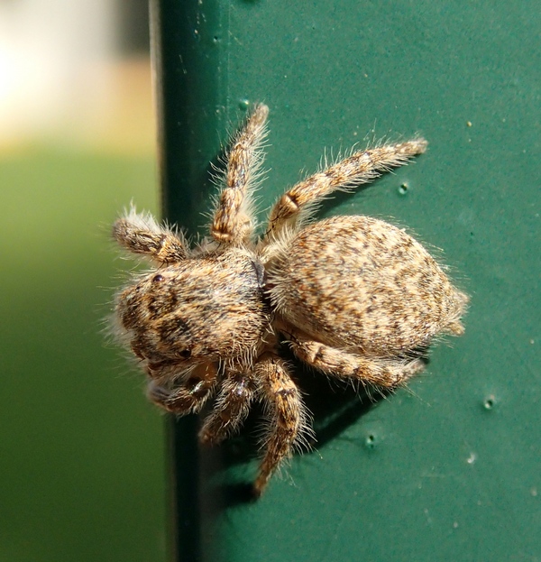 Che occhi grandi che hai!! - Philaeus chrysops